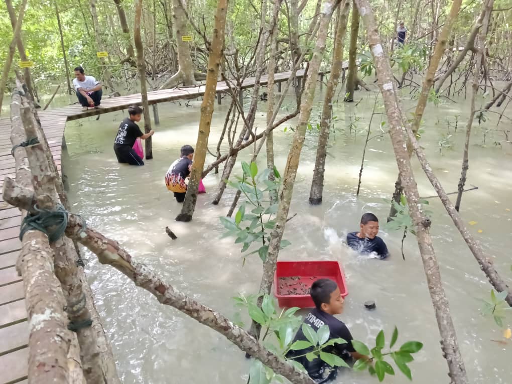 半岛心旅行:巴力卡欣红树林公园 探索自然生态的魅力