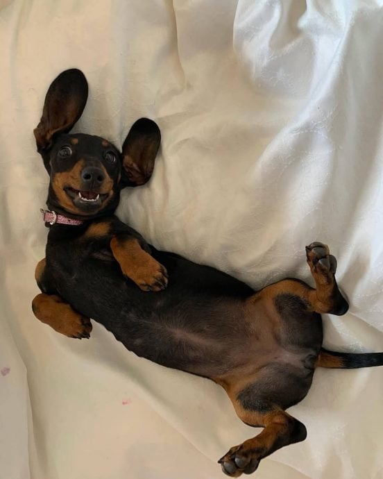 南澳袋鼠岛上漫游历险529天 逃跑腊肠狗终被救回