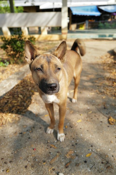 大马菜狗真名“德龙米安犬” 世界稀有犬种之一