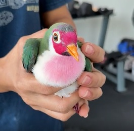 小鸟误闯民宅困健身房 住户一查竟是珍稀品种