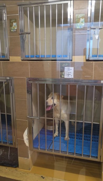 布特拉高原气爆|两间宠物店伸出援手 免费照顾猫狗1个月