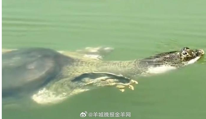 拚图) 中国仅存斑鳖 比大熊猫更濒危