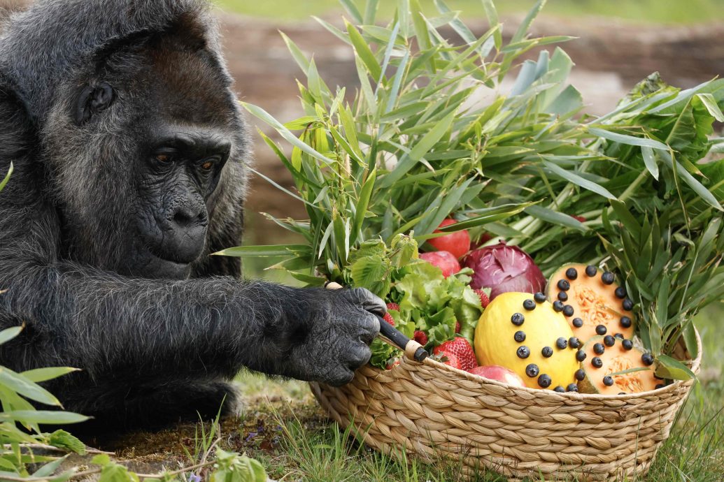 拚盘/全球最老大猩猩迎68岁生日 最爱哈密瓜