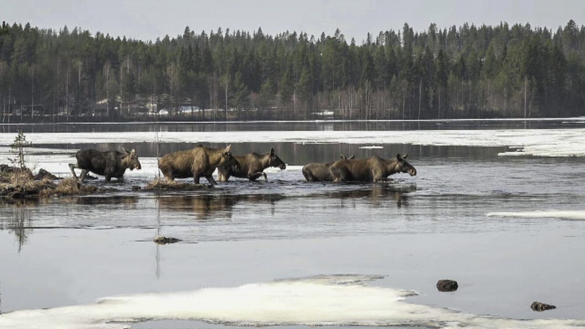 拼盘 900万人等着看!瑞典“慢电视”24小时直播“驼鹿大迁徙