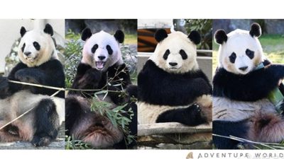 日本和歌山四只大熊猫将归还中国