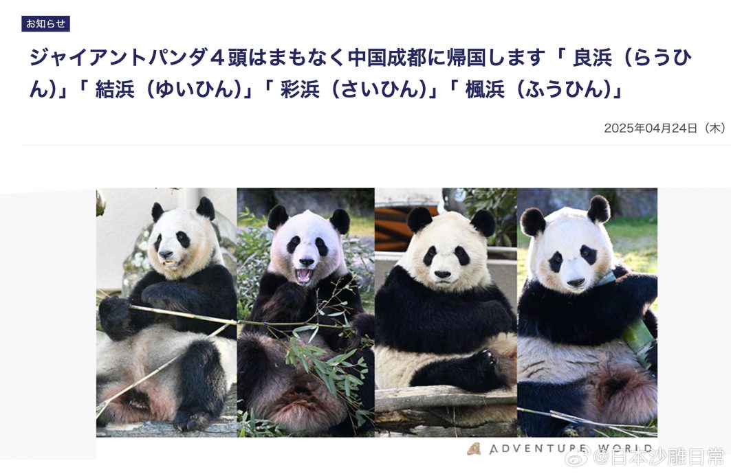 日本和歌山四只大熊猫将归还中国