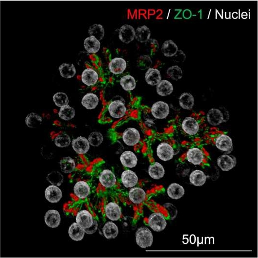 日本培育出具有代谢功能的人类肝细胞类器官