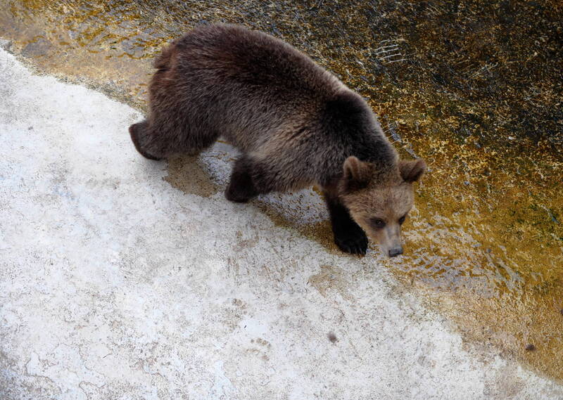 棕熊咬死人!斯洛伐克祭350只扑杀令 动保团体怒批荒谬