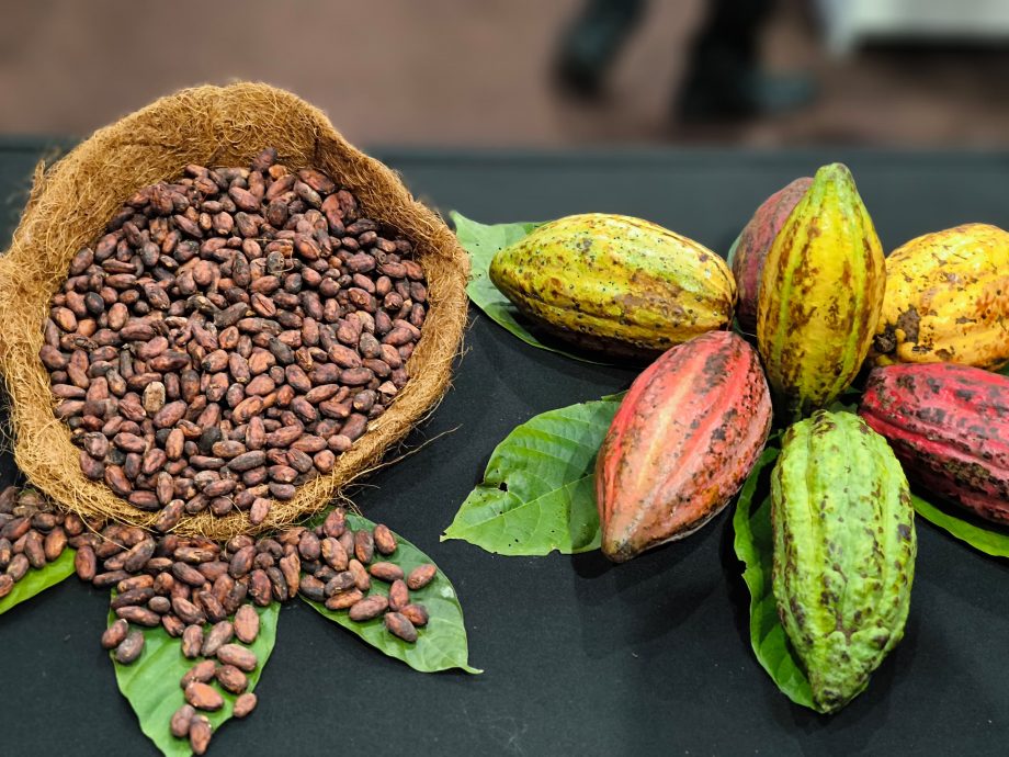  沙贡献全国六成可可产量　出口收入突破130亿令吉