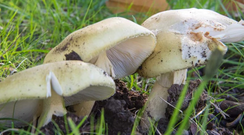 澳洲“毒妇”用毒菇入菜毒杀3人 将被控谋杀