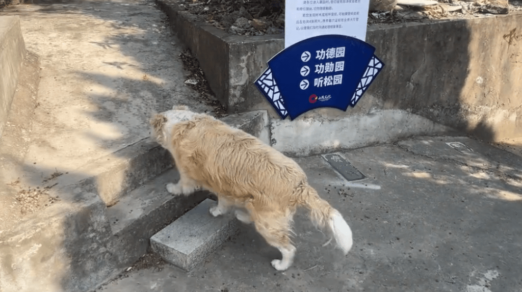 狗狗在墓园食祭品成肥猪 网友：哇，这是墓养犬！