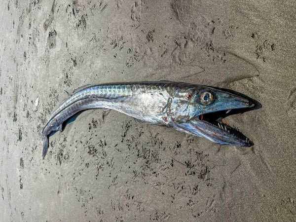 獠牙怪鱼冲上岸!竟会“生吞同类” 美专家曝:超罕见