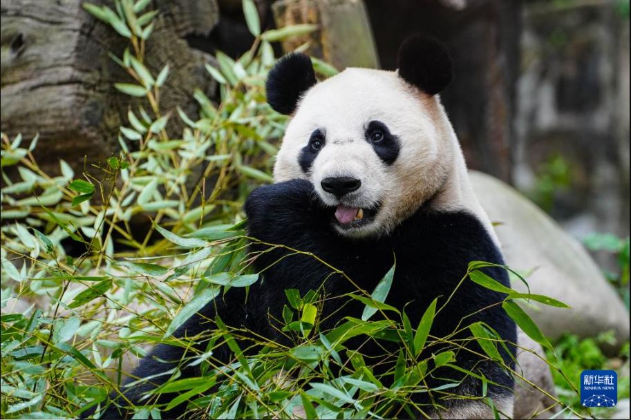 看世界/大熊猫“荷风”“兰韵”抵维也纳 开启10年旅居