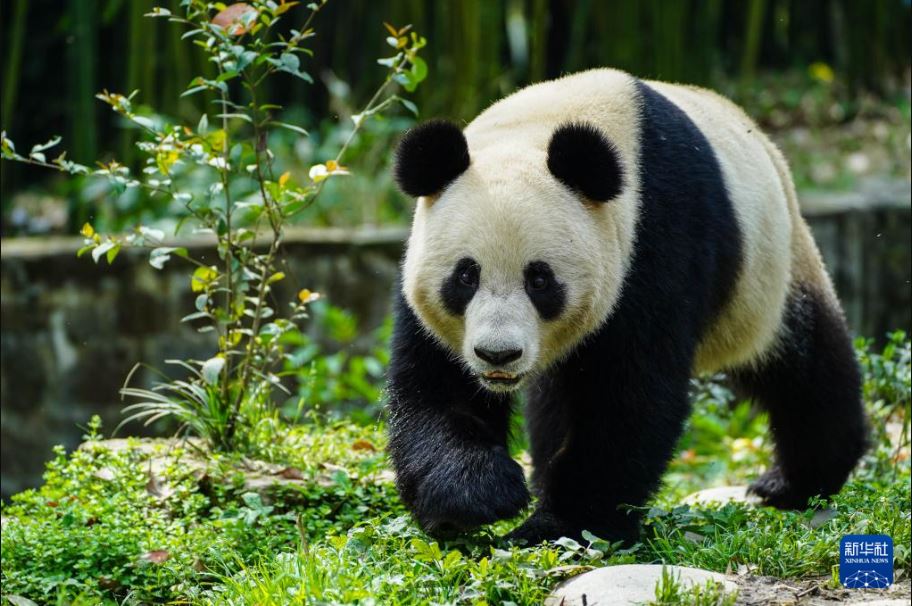 看世界/大熊猫“荷风”“兰韵”抵维也纳 开启10年旅居