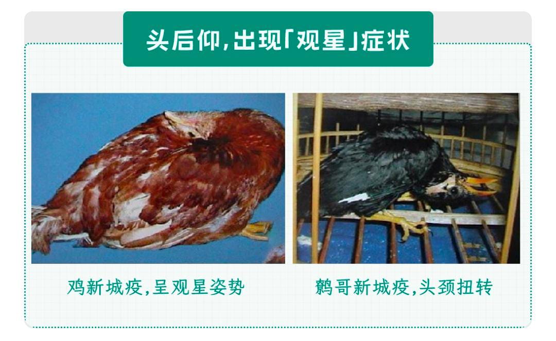 见姿势诡异鸟别触摸施救 小心被感染流感