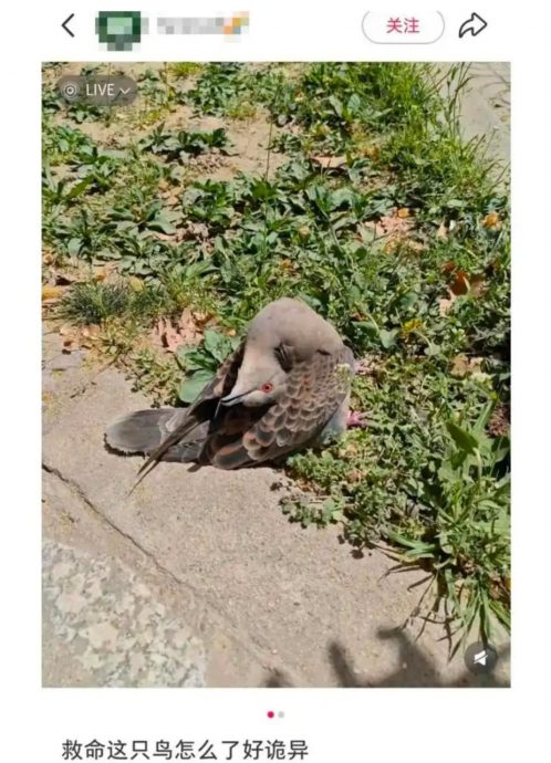 见姿势诡异鸟别触摸施救 小心被感染流感