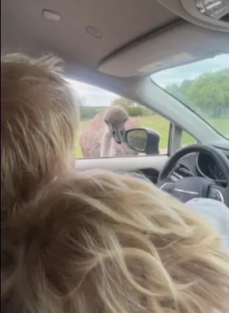 视频 | 英前首相约翰逊喂鸵鸟 反遭突袭