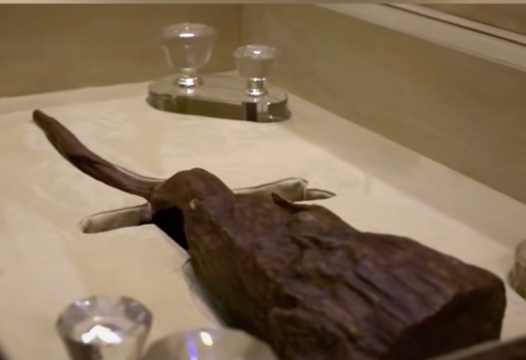 视频|一根木头值31万!沉香天价震撼网民:能换一间公寓!