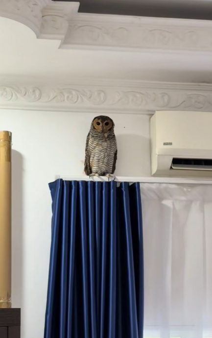 视频|全家庆开斋迎不速之客 猫头鹰也要过节?