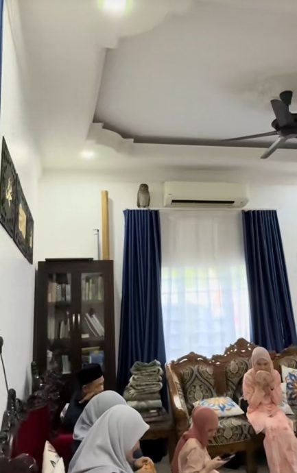 视频|全家庆开斋迎不速之客 猫头鹰也要过节?