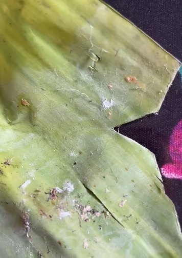 视频 | 吃到”加料“参峇糯米饭 顾客怒吼：又懒又脏就不要卖吃！