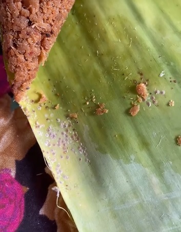 视频 | 吃到”加料“参峇糯米饭 顾客怒吼：又懒又脏就不要卖吃！