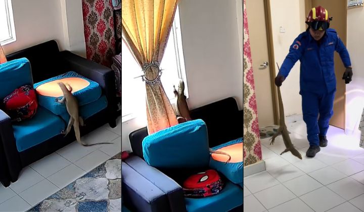 视频|开斋节回乡引来不速之客 “它住了9天搞到家里乱七八糟”