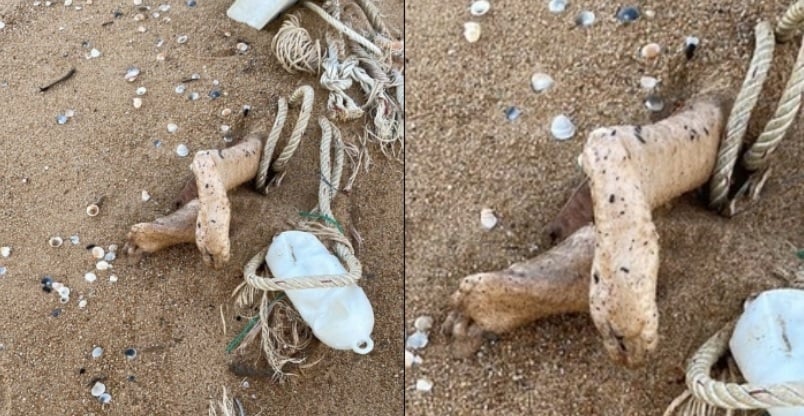 视频|沙滩惊见“断脚”吓坏一家人 警察一拉全场傻眼