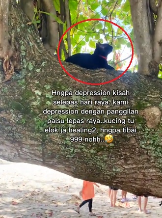 视频|消拯员接求救电话白忙一场 “它坐树上吹风不是受困”