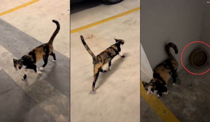 视频|肚子饿向陌生人求助 街猫:“请跟我来……”