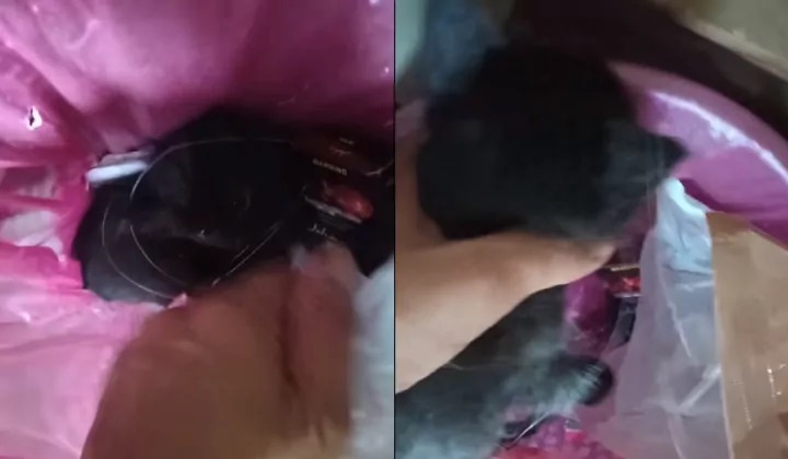 视频|被吸尘机噪音吓得躲起来 黑猫当自己是垃圾藏在这!