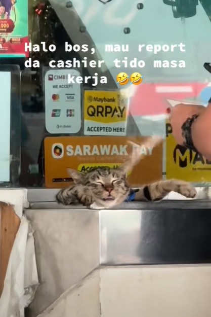 视频|趴柜台睡到“不省人事”“加班猫”睡姿惹人怜