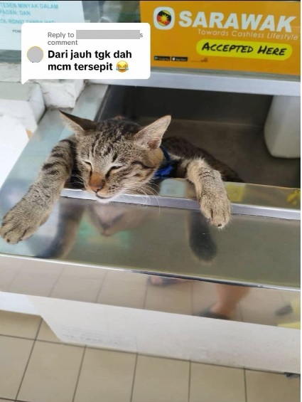 视频|趴柜台睡到“不省人事”“加班猫”睡姿惹人怜