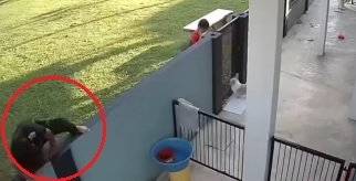 闯民宅丢小猫给狗咬死 监控拍下3熊孩子恶行