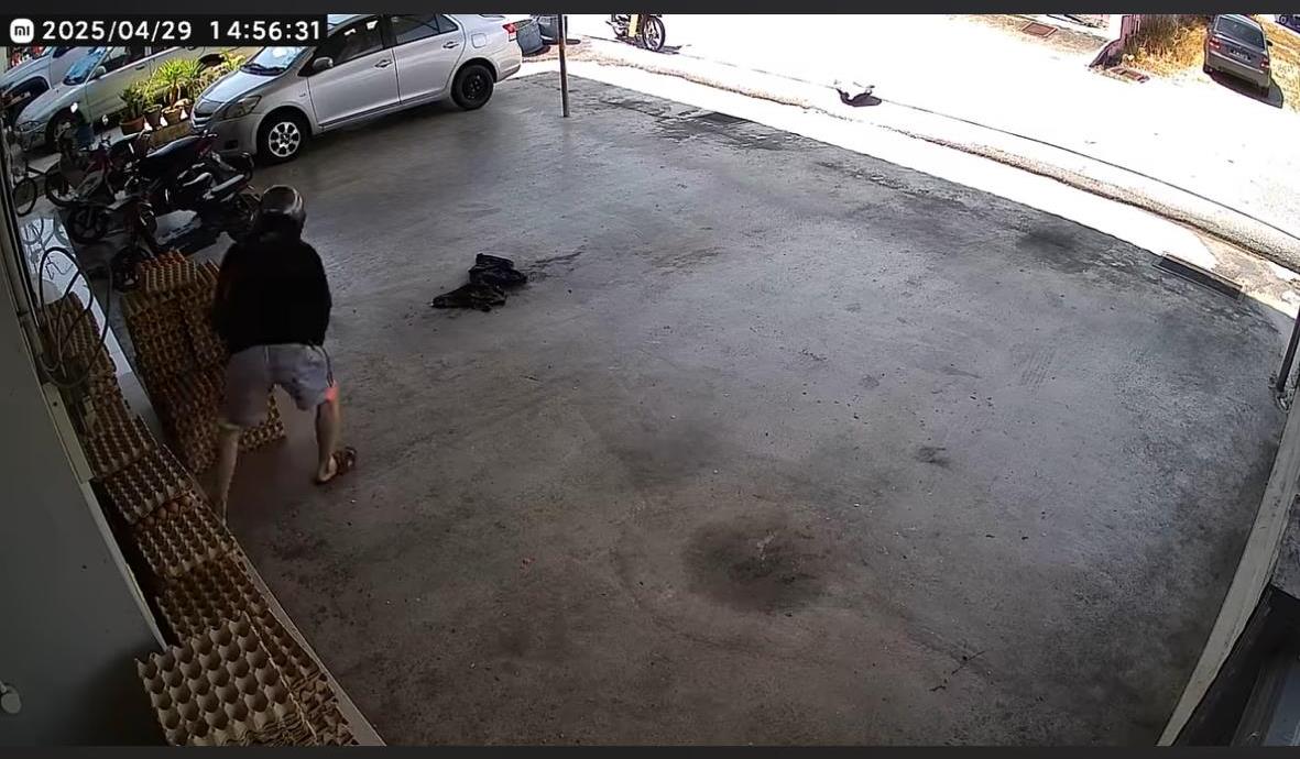 (大北马)偷蛋贼多次到蛋商家偷蛋