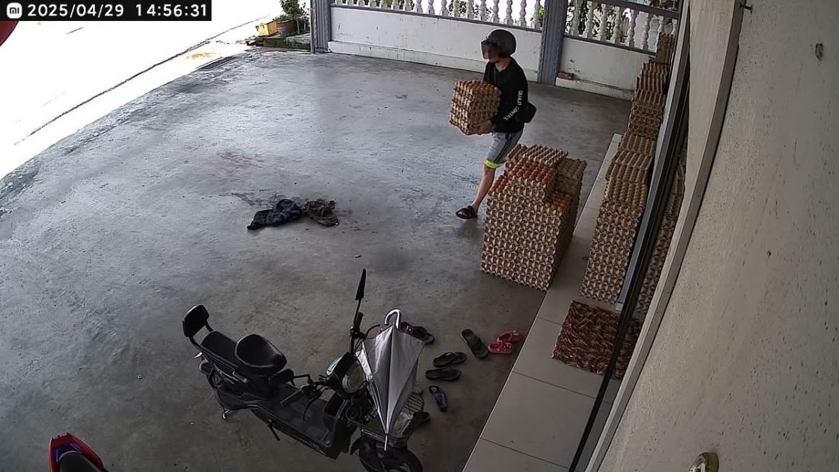 (大北马)偷蛋贼多次到蛋商家偷蛋