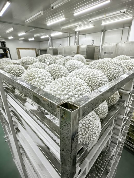 习访马特辑/榴梿外交（3）：陈踺