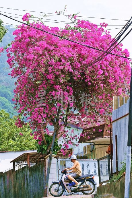  星角摄／春暖花开