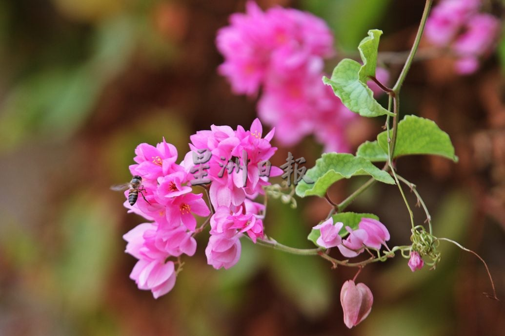 星角摄／春暖花开