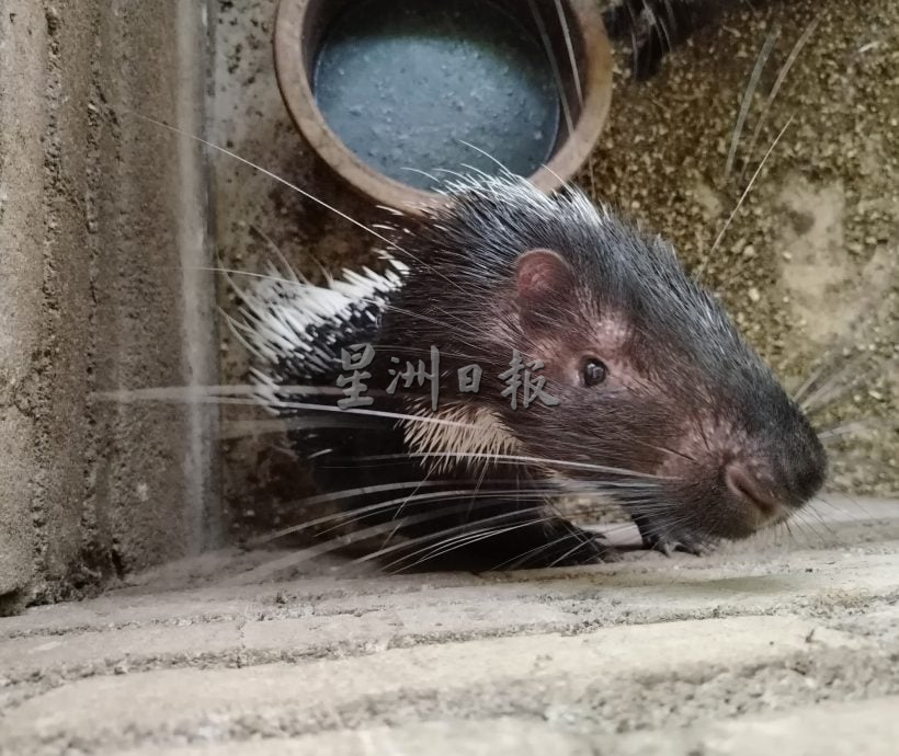 肉质细腻鲜美的豪猪深受高级餐馆青睐
