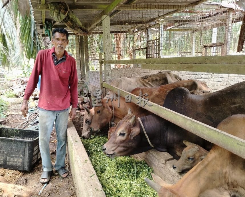 肉质细腻鲜美的豪猪深受高级餐馆青睐