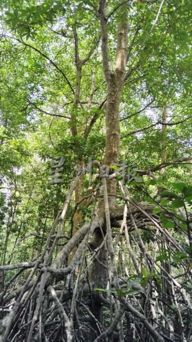半岛心旅行:巴力卡欣红树林公园 探索自然生态的魅力