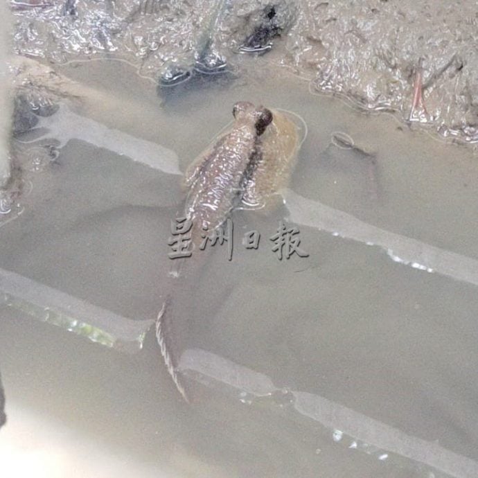 半岛心旅行:巴力卡欣红树林公园 探索自然生态的魅力