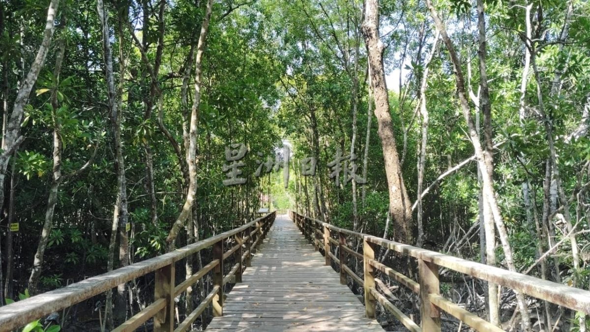 半岛心旅行:巴力卡欣红树林公园 探索自然生态的魅力