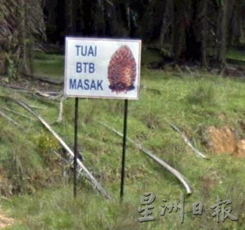 东：武吉门第土地遭财团收购 垦殖民急寻其他垦殖者处理租地