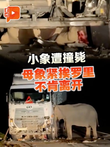小象遭撞毙 母象紧挨罗里不肯离开