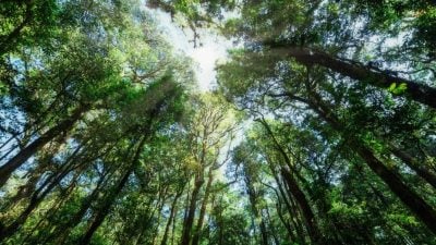 大马：提升保护森林承诺   建议UNFF改正式公约制