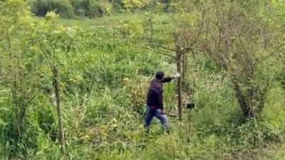 180名警方执法员出动 砍伐20英亩哥冬树