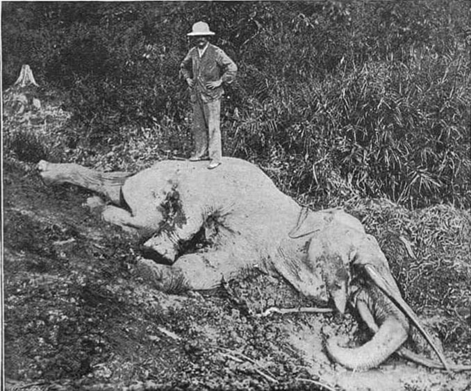1894小象被撞死