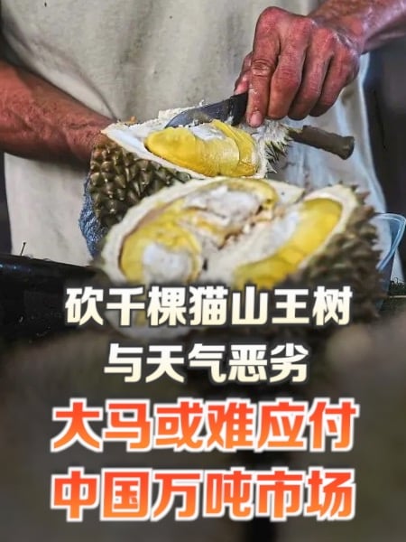 砍千棵树与天气恶劣 大马榴梿或难应付中国万吨市场